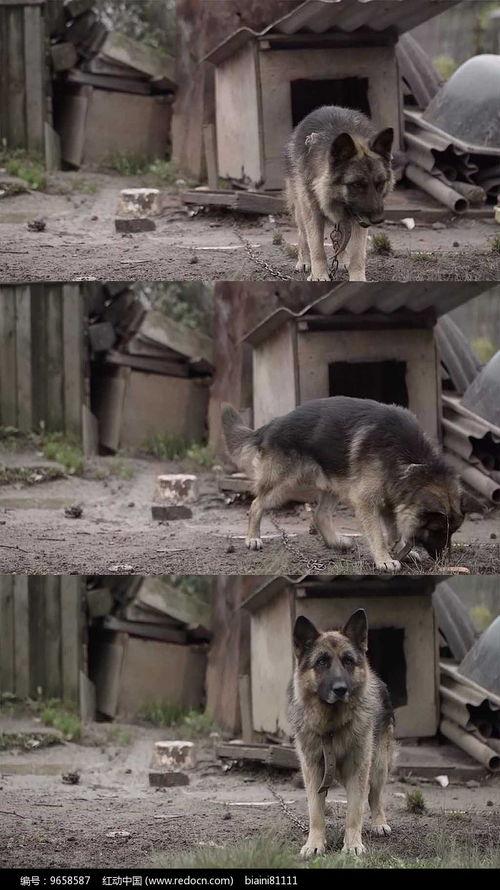 狼狗最新爆料视频大全播放,揭秘娱乐圈幕后真相 第2张 狼狗最新爆料视频大全播放,揭秘娱乐圈幕后真相 第2张